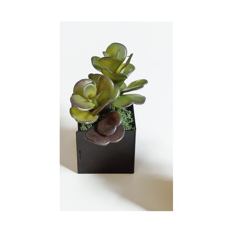 Pot TI'CUB SEDUM - GENEXCO