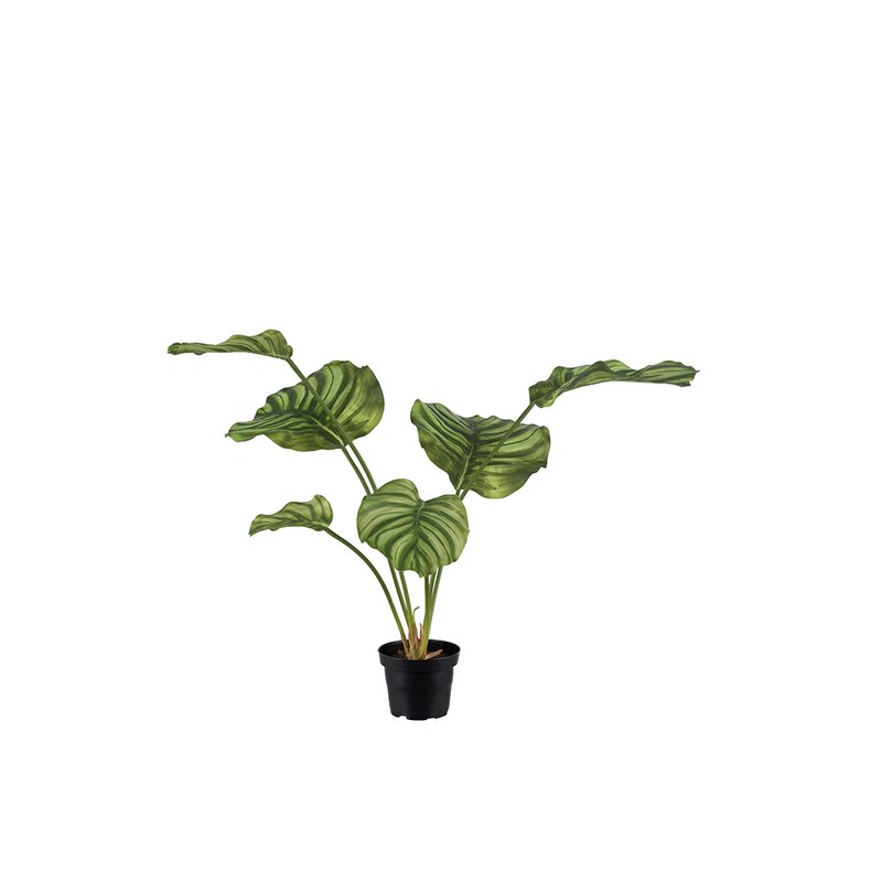 Calathea artificiel