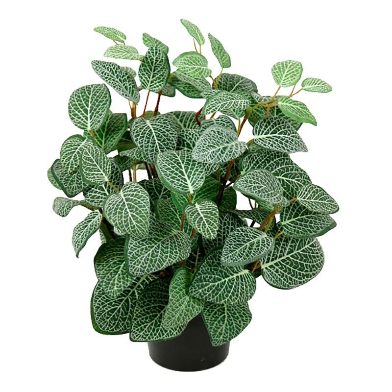 Fittonia artificiel