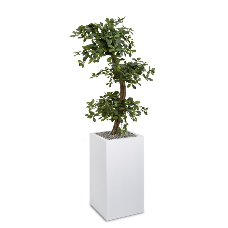 BONZAI HAUT artificiel O'CARRÉ H 181 cm