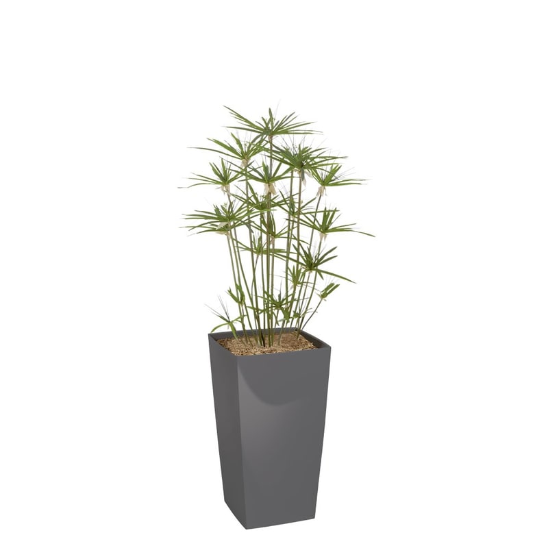 PAPYRUS artificiel en bac carré en plastique