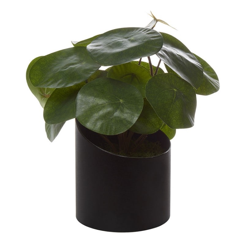 PILEA artificiel à poser VAGUE de Genexco