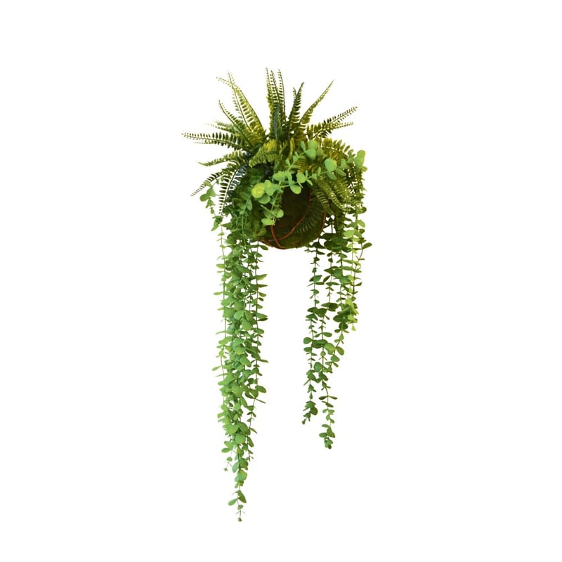 Plantes suspendues FOUGERES EUCALYPTUS