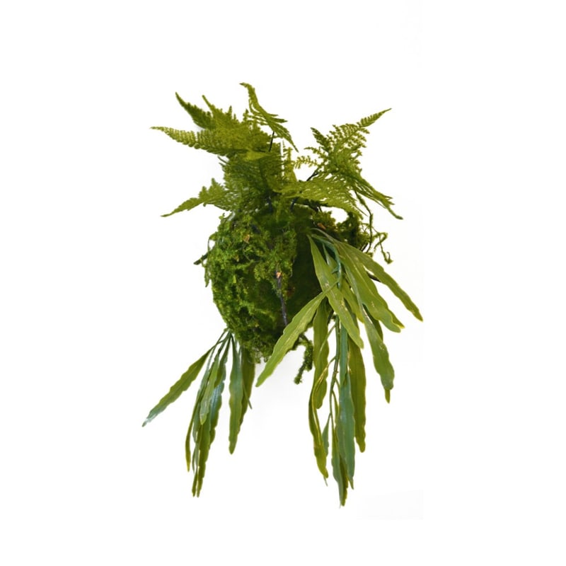 Plantes suspendues RHIPSALIS FOUGERES