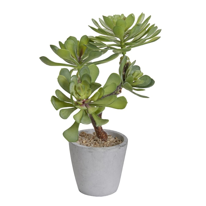 SUCCULENTE artificielle à poser de Genexco